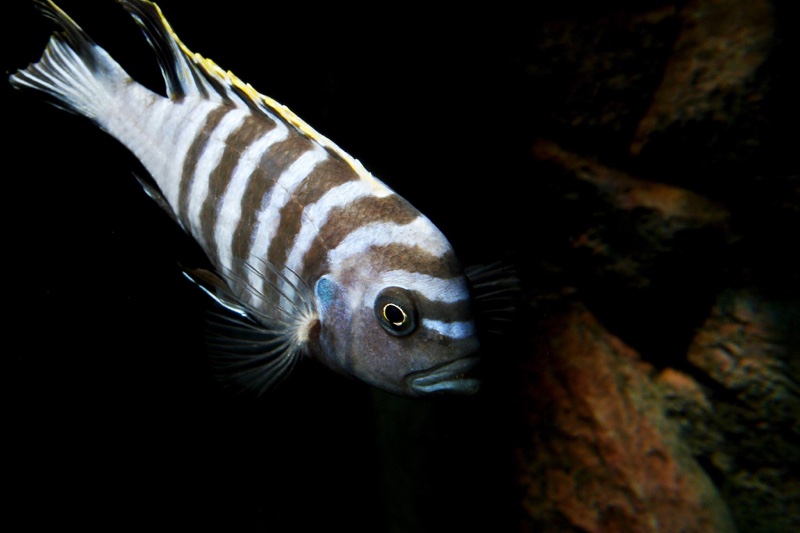 Cynotilapia zebroides 'Hai (Chimate) Reef'